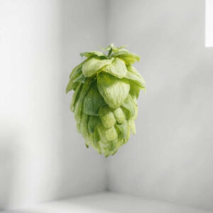 Steirer Golding (Celeia)