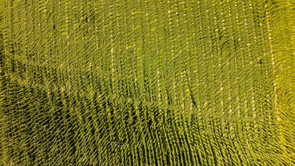 Aerial view of hop fields in the Hallertau during harvest season
