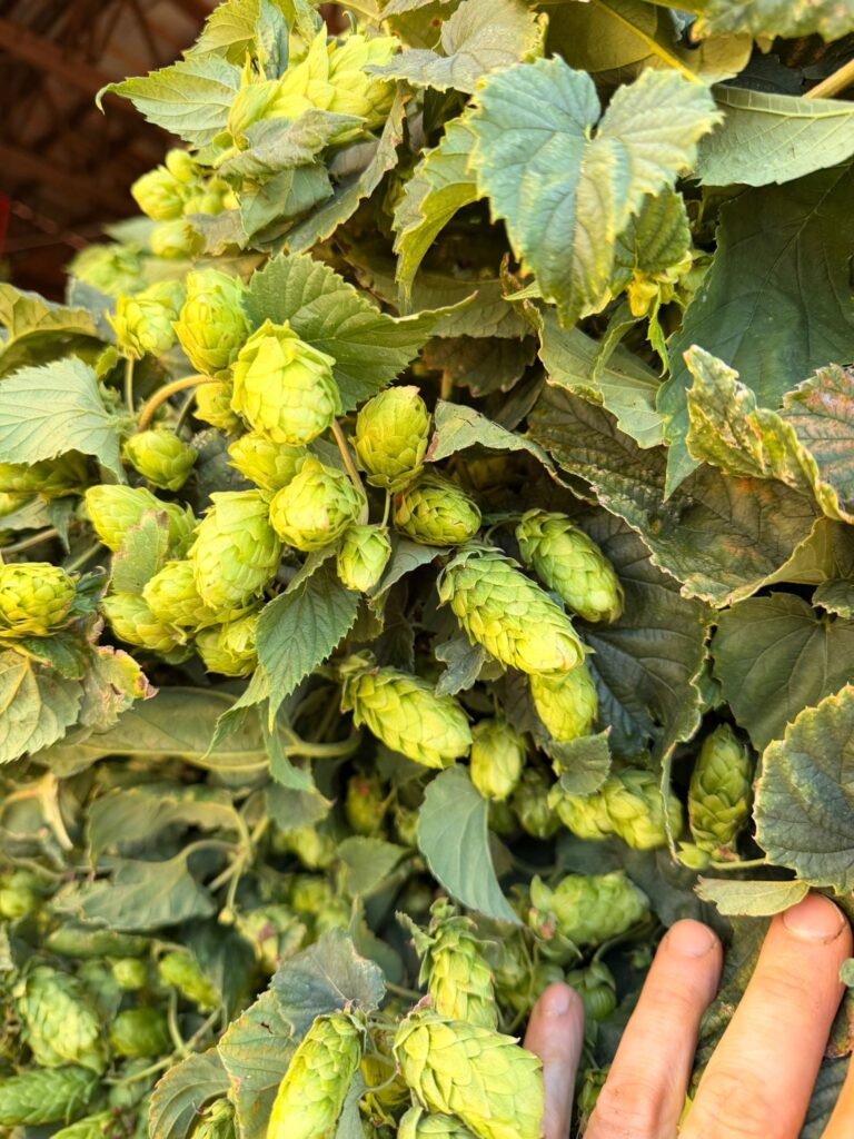 Hopfenernte in Saaz bei der Pflücke – Lupex Pflanzenstandsbericht August 2026